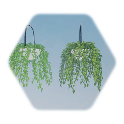 Hanging Pothos Plant