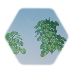 Swiss Cheese Plant (Monstera)