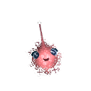 qoreqore