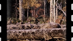 The Bluff Creek Film