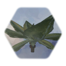 Two Toned Exotic Plant