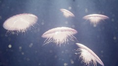 Realistic & Interactive Jellyfish Showcase (VR COMPATIBLE)