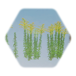 Canadian Goldenrod Flowers