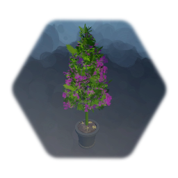 Weed plant animate and collectable V2 High quality