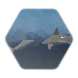 Shark
