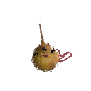 Coconutmunk