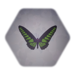 Rajah Brooke's Birdwing