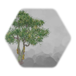 Ugandan Jackfruit Tree