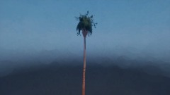 Palm Tree