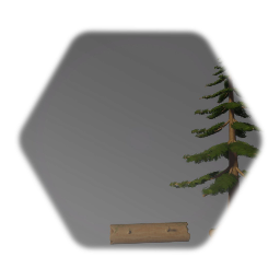 Evergreen Tree