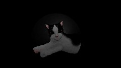 Portrait of my cat Shelley