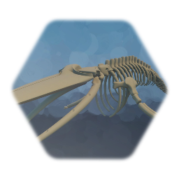 Humpback Whale Skeleton