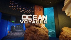 Georgia Aquarium | Ocean Voyager Scene