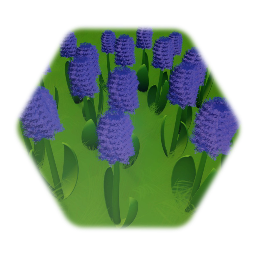 Hyacinth/Hyazinthe