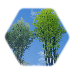 Timor Black Bamboo Cluster