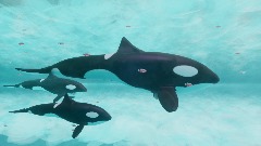 Orca Pod
