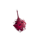 SEANJELLY