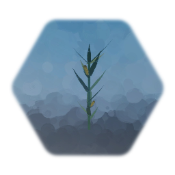 Corn Plant