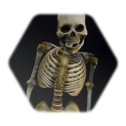 Skeleton