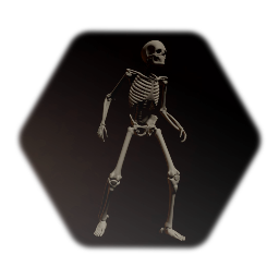 Realistic human skeleton
