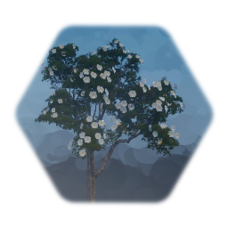 Mature Magnolia Tree