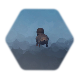 raccoon