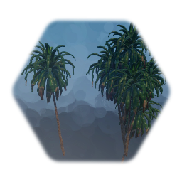 Dracaena Palm Tree