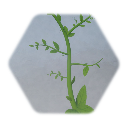 Small Vine