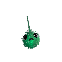 solid_rex14