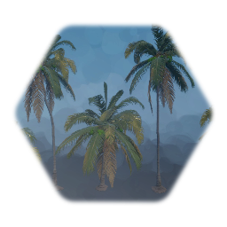 Swaying Coconut Palm/ Cocos Nucifera