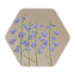 Harebell