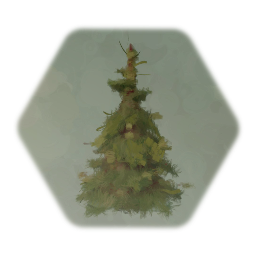 Small Conifer