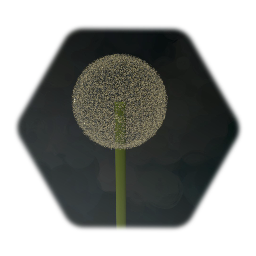 Dandelion