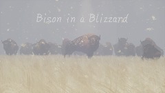 Bison in a Blizzard