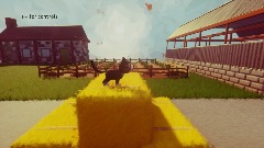 Little kitten, big adventure