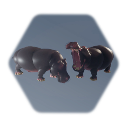 Zoo - Hippopotamus