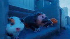 Guinea Pig Family city for Guinea Pig