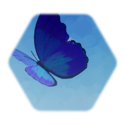 モルフォ蝶 Morpho Butterfly