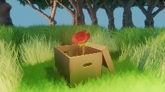 Rose in a Box
