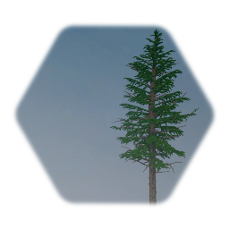 Large Silver Fir Tree