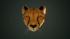 Cheetah Head