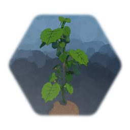 Cucumber Plant