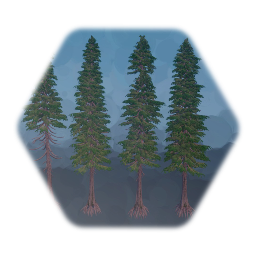 Western Red Cedar Tree