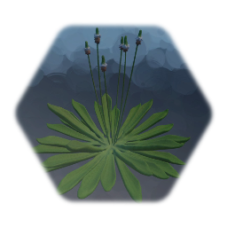 Narrowleaf Plantain