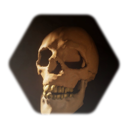 Human Skull
