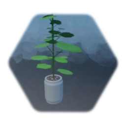 Tall Plant
