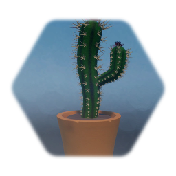 Potted Cactus