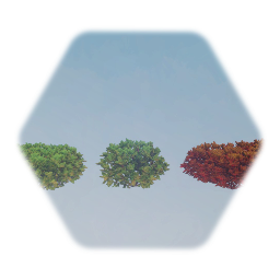 Native Black Chokeberry Bush