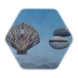 Shells, Scallop and Cowrie