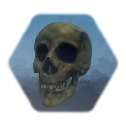 Old Human Skull